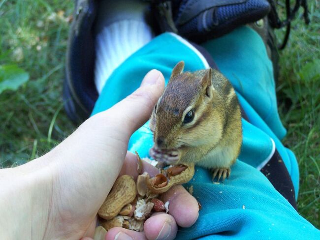 1024px-Handfull-of-goodness-chipetting4