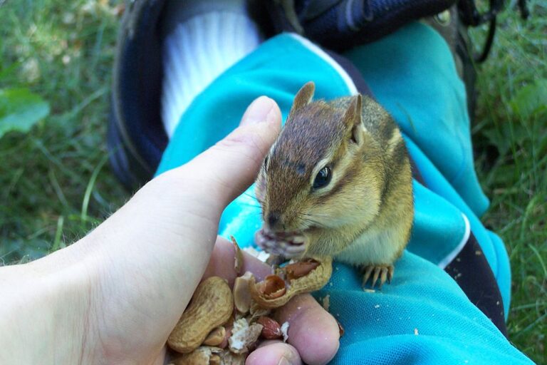 1024px-Handfull-of-goodness-chipetting4