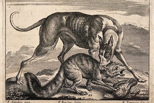 YW020448V_A-hunting-dog-is-biting-a-fox-which-in-turn-is-killing-a-bird